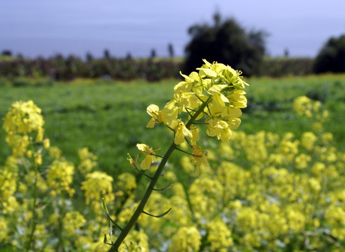 how-long-does-it-take-for-a-mustard-seed-to-grow-into-a-tree